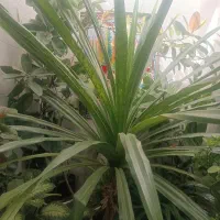 باغ2800متر-سیاخ-فاز1