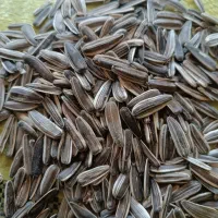 تخمه|خوردنی و آشامیدنی|سنقر, |دیوار