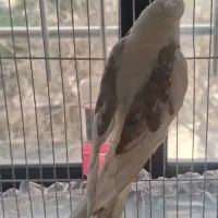 عروس هلندی گمشده
