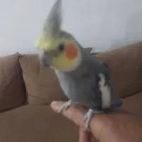 عروس هلندی  سخنگو