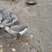 قوغاز های جوان و اصل