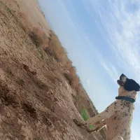 سگ گله|سگ|میان جلگه, |دیوار