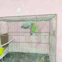 کتوله بریزیلی نرو ماده