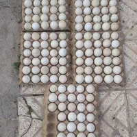 تخم نطفه‌دار بوقلمون برونز و لاری