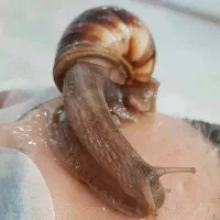 حلزون اسکارگو طبی در اهر|خزنده|اهر, |دیوار