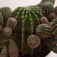 (گل)|گل و گیاه طبیعی|بانه, |دیوار