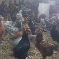 جوجه خروس گوشتی