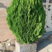 کاج|گل و گیاه طبیعی|بانه, |دیوار