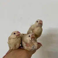 جوجه فنچ دستی سرلاکی