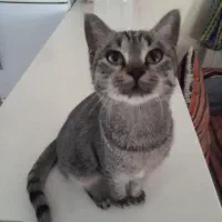 واگذاری رایگان گربه