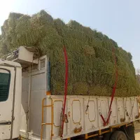 یونجه درجه یک همدان اسدآباد|خدمات باغبانی و درختکاری|تهران, افسریه جنوبی|دیوار