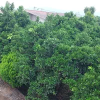 رهن-واجاره-سالانه-ویلا-دربست-دوخوابه