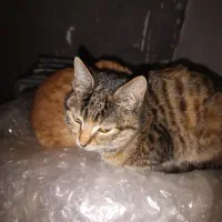 گربه|گربه|مراغه, |دیوار