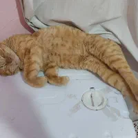 گربه عقیم شده و واکسینه شده رایگان