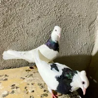 کفتر