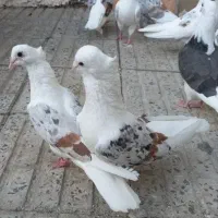 خوشونه اصیل