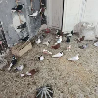 30عدد کبوتر فروشی|حراج|مشهد, ولیعصر (شهرک غرب)|دیوار