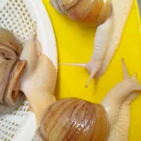 حلزون آلبینو|خزنده|تبریز, |دیوار