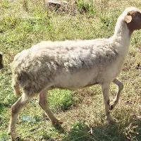 گوسفند میش و بره