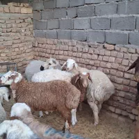 بره نر دورگ