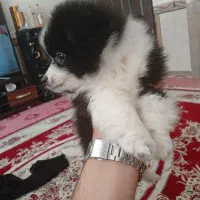 حیوان بازیگوش