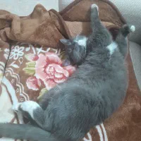 گربه ماده با ۴ تا بچه