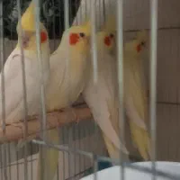 عروس هلندی مولد