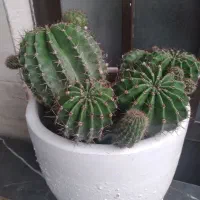 گل کاکتوس چند ساله