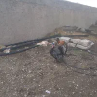 اردک گاز خروس بوقلمون مرغ