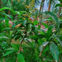 نهال انبه پیوندی|خدمات باغبانی و درختکاری|قصرقند, |دیوار