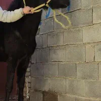 سردار کره سبلان خان