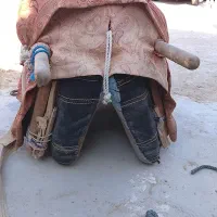 پالون مینابی|اسب و تجهیزات اسبسواری|قشم, |دیوار