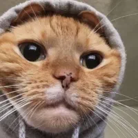 جفت یابی گربه