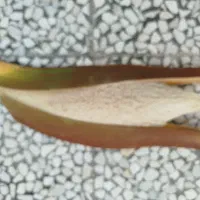 یک عدد بو با گرده زیاد