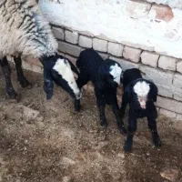 مــرکز اصلـی گوسفند sreiue  شال  بره و قوچ ها ژن
