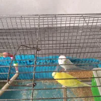 دوتا مرغ عشق باقفس|پرنده|دینور, |دیوار