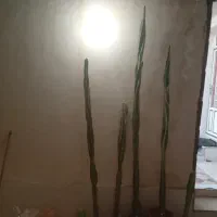 کاکتوس سعدآباد