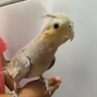 دوعدد عروس هلندی