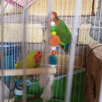 پرنده کوتوله برزیلی