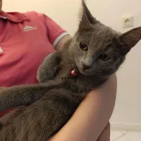 گربه اسکاتیش|گربه|تهران, سازمان برنامه جنوبی|دیوار