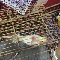 عروس هلندی جوان|پرنده|لاهیجان, جمهوری|دیوار