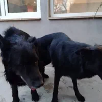 ژرمن بلک شپرد اصیل|سگ|صفادشت, |دیوار