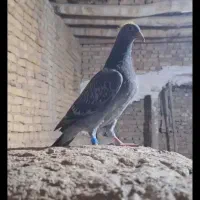 جوجه مسافتی