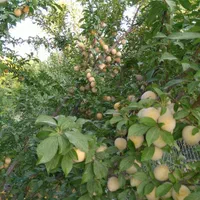 باغ ۱۰۰۰ متری فاروق دیوارکشی شده|فروش خانه و ویلا|سیدان, |دیوار