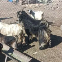 چپش|حیوانات مزرعه|فیروزآباد (فارس), |دیوار