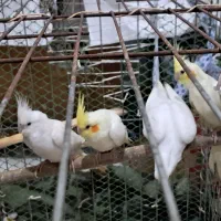 عروس هلندی برای فروش|پرنده|کارون, |دیوار