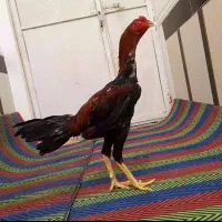 دوتا خروس با فیلم