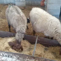 میش وبره دوعدد|حیوانات مزرعه|آبدانان, |دیوار