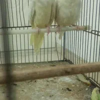 ۳ تا عروس هلندی معاوضه با جفت روی جوجه|پرنده|مشهد, کوشش|دیوار