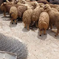بره